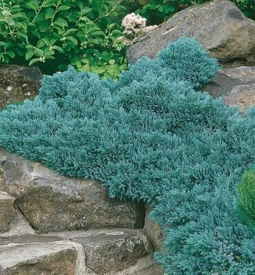 Blue Star Juniper - image 2