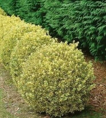 Variegated Boxwood Globe