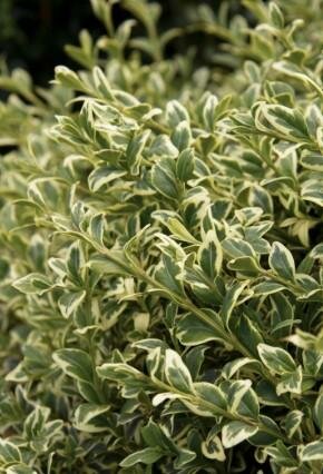 Variegated Boxwood - image 3