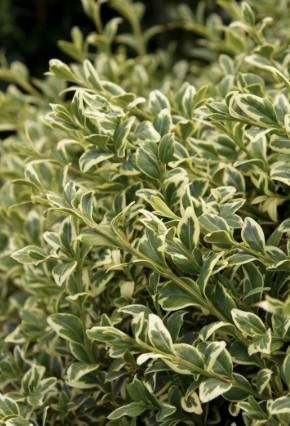 Variegated Boxwood - Triple Tree Nurseryland