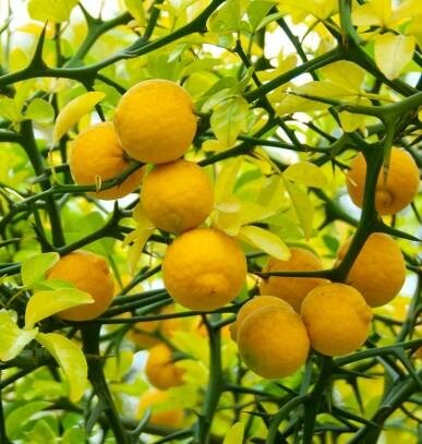 Flying Dragon Hardy Orange