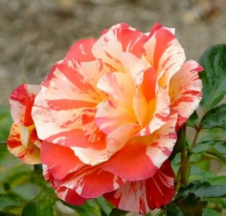 Alfred Sisley Floribunda Rose