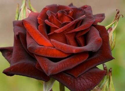 Black Magic Hybrid Tea Rose