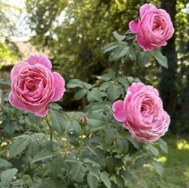 Cathedral Bells Shrub Rose
