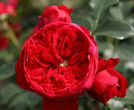 Florentina Climbing Rose