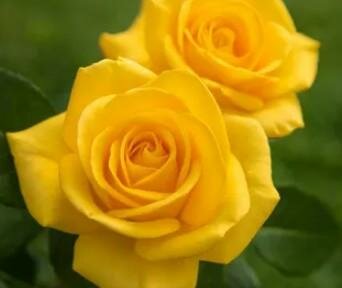 Gold Glow Hybrid Tea Rose