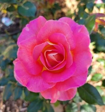 Julie Andrews Hybrid Tea Rose