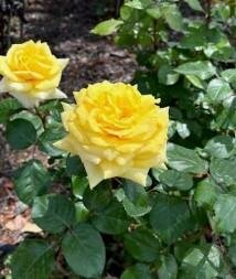 Lemontini Hybrid Tea Rose