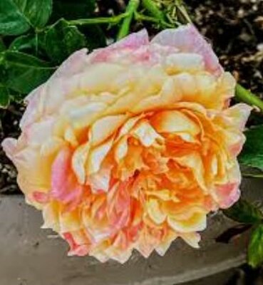 Maui Sunrise Hybrid Tea Rose