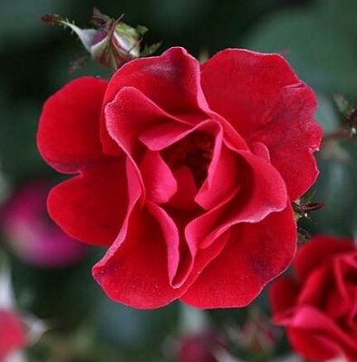 Miracle On The Hudson Shrub Rose