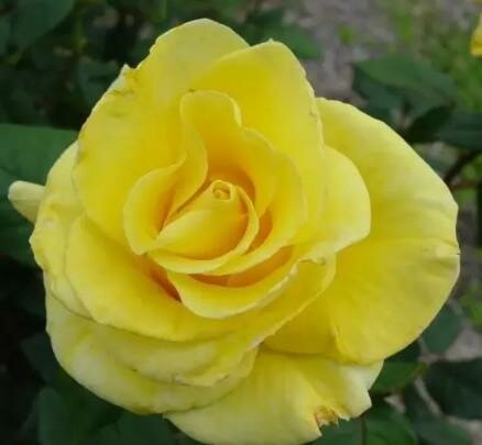 New Day Hybrid Tea Rose