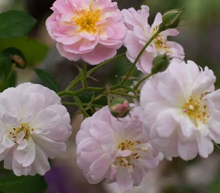 Perfume Breeze Climbing Rose