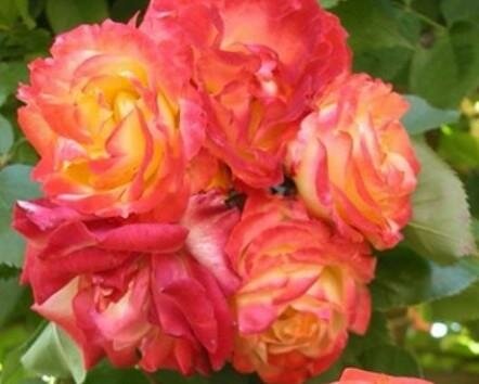 Pinata Climbing Rose