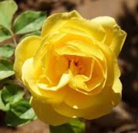 Sol Desire Floribunda Rose