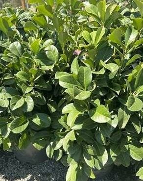 Etna Dwarf English Laurel