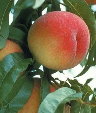 Frost Peach Tree
