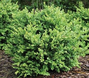 Neatball Boxwood