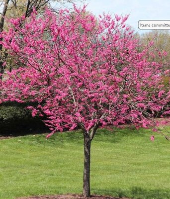 Garden Gems Amethyst Redbud - image 1
