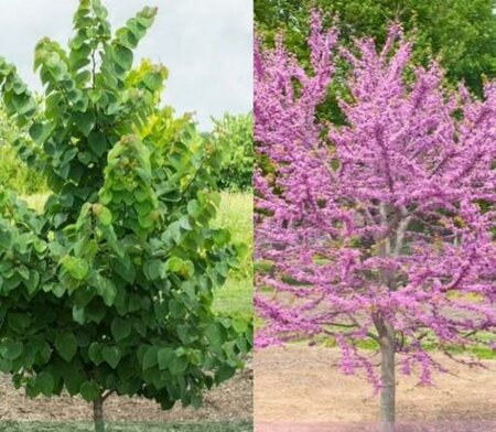 Garden Gems Emerald Redbud