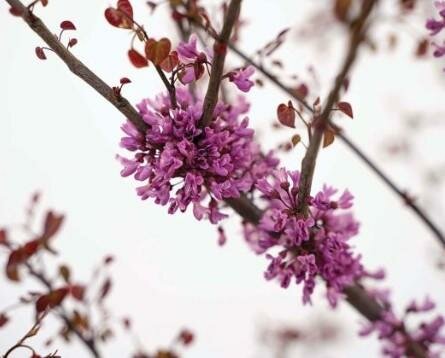 Garden Gems Amethyst Redbud - image 2
