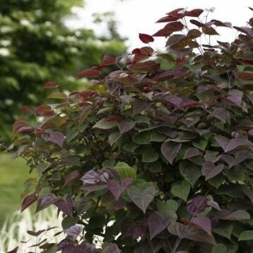 Garden Gems Amethyst Redbud - image 3