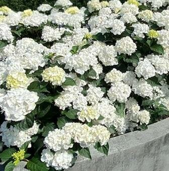 Dream Cloud Endless Summer Hydrangea