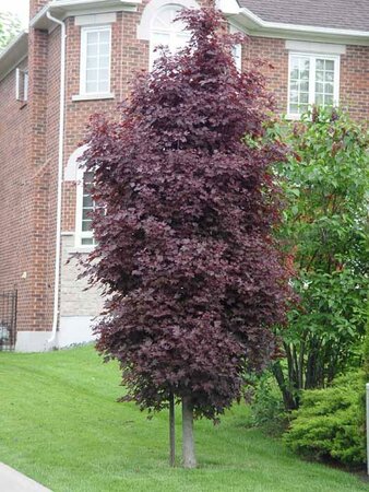Crimson Sentry Maple