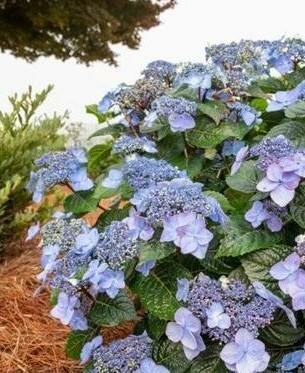 Pop Star Endless Summer Hydrangea