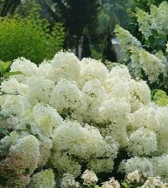 Puffer Fish Panicle Hydrangea