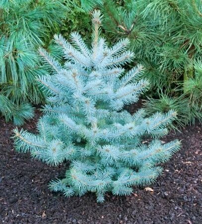 Blue Diamond Spruce