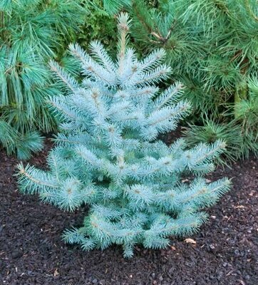 Blue Diamond Spruce