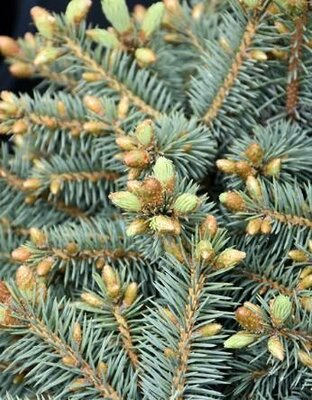 Bylands Dwarf Blue Spruce