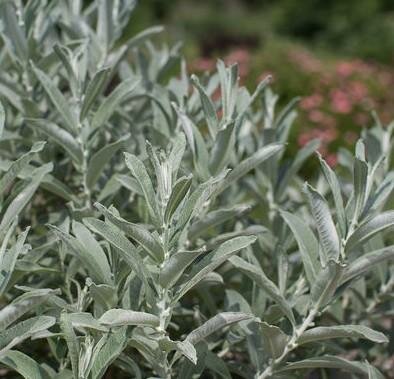 Iceberg Alley Arctic Willow
