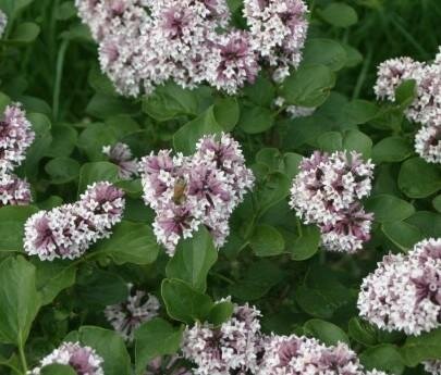 Baby Kim Dwarf Lilac