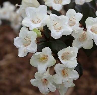 Wine & Spiritis Weigelia