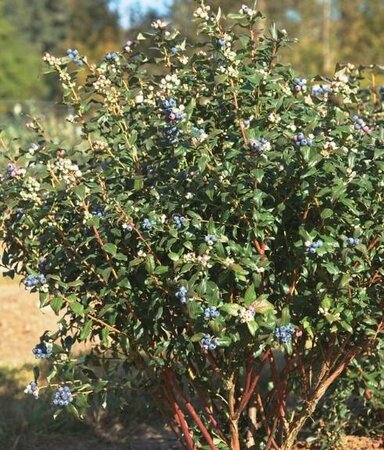 Perpetua Blueberry