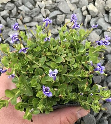 Blue Moneywort