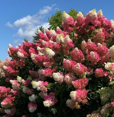Berry White Hardy Hydrangea