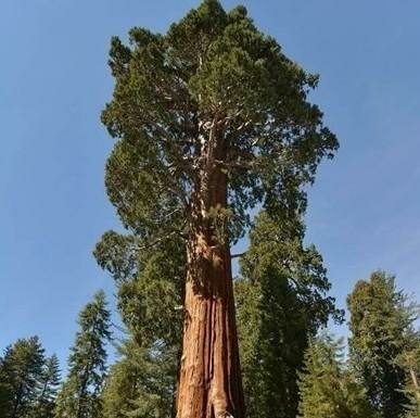 Coastal Redwood (Sequoia)