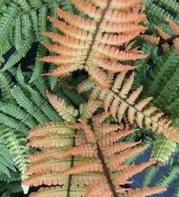 Jurassic Gold Fern