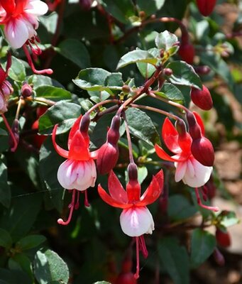 Santa Claus Hardy Fuchsia