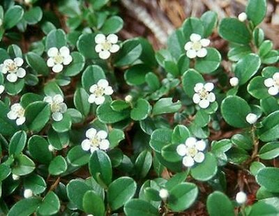 Cotoneaster Dammeri