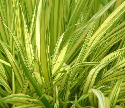 Aureola Hakone Grass
