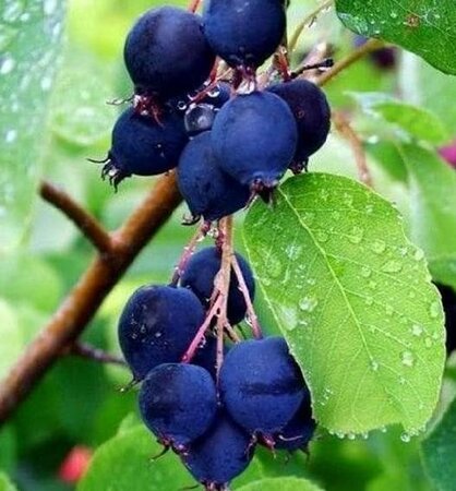 Smokey Saskatoon Berry