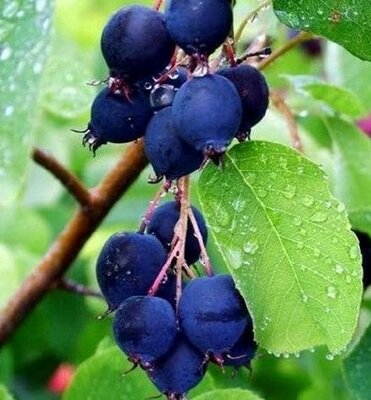 Smokey Saskatoon Berry