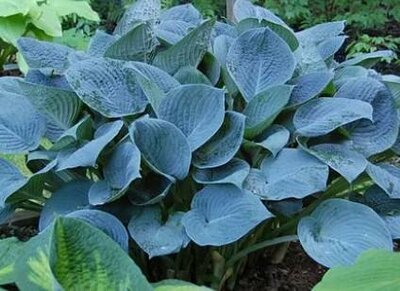 Blue Hawii Hosta