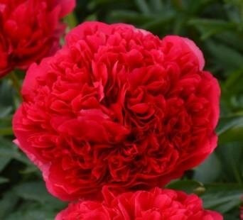 Command Performance Colour Changing Peony