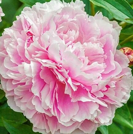 Lady Alexandra Duff Peony
