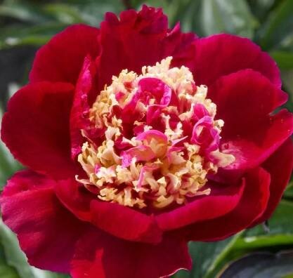 Tom Cat Peony