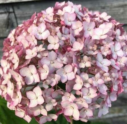 Candybelle Cotton Candy Hydrangea